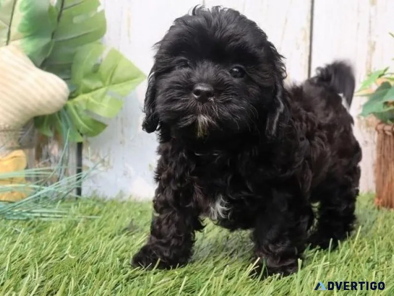 Gorgeous Shihpoo puppies for Adoption
