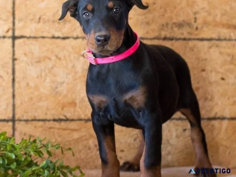 Well trained Doberman Pinscher Puppies For Adoption