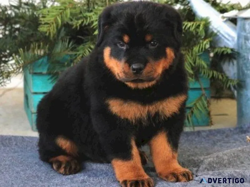 Home trained Rottweiler puppies Available.