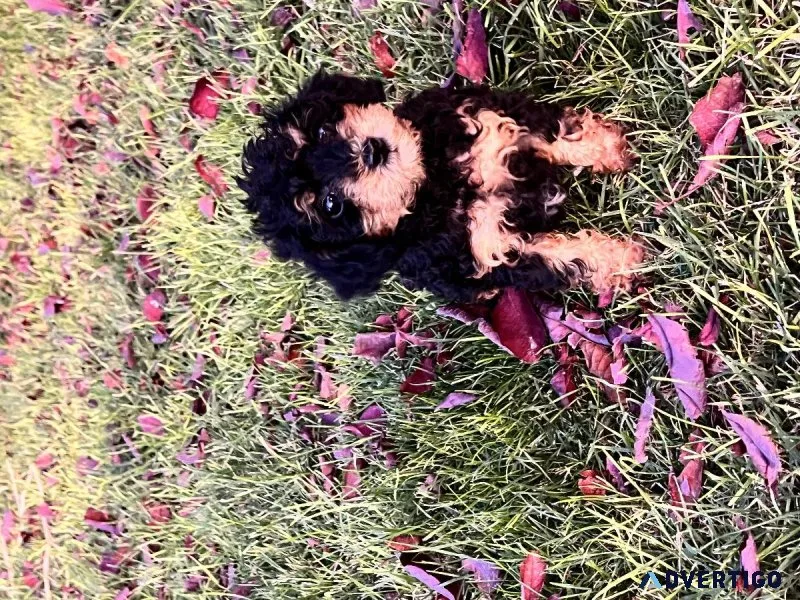 Teacup Doxiepoo (dachshund poodle cross)