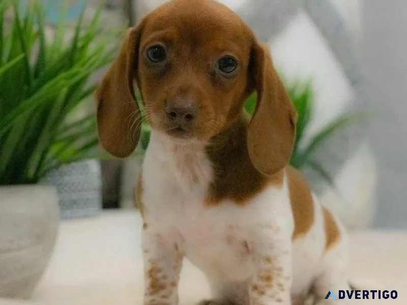 Beautiful Dachshund Puppies For Adoption.