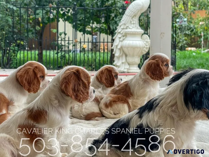 Cavalier King Charles spaniel puppies