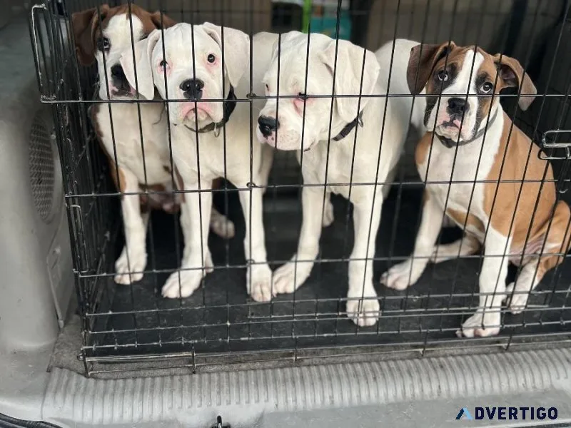 Boxer Puppies