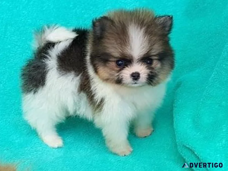 Party Teacup Pomeranian puppies for Adoption
