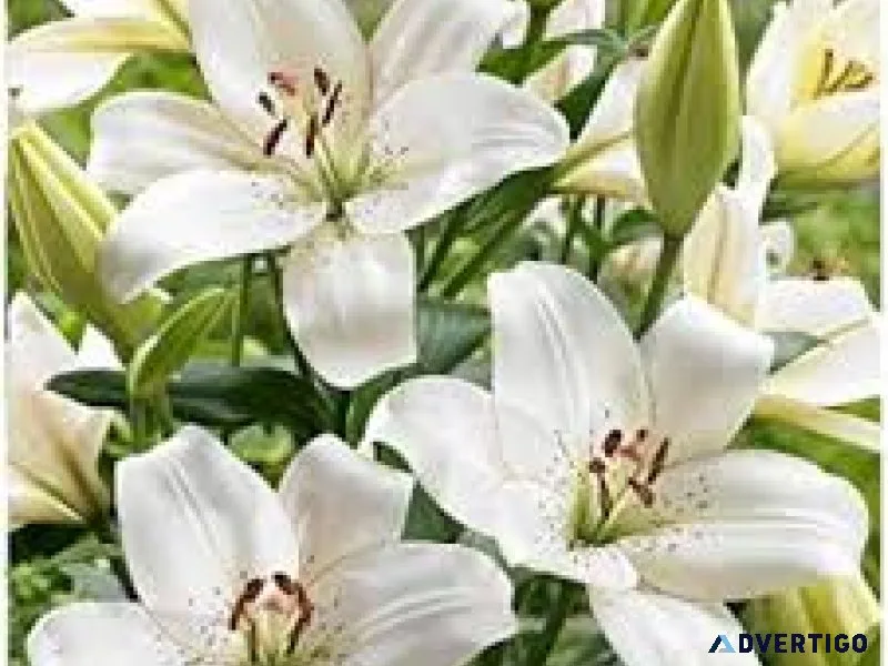 White lily