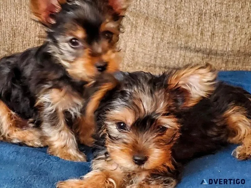 CUTIES PUPPIES AVAILABLE FOR SELL