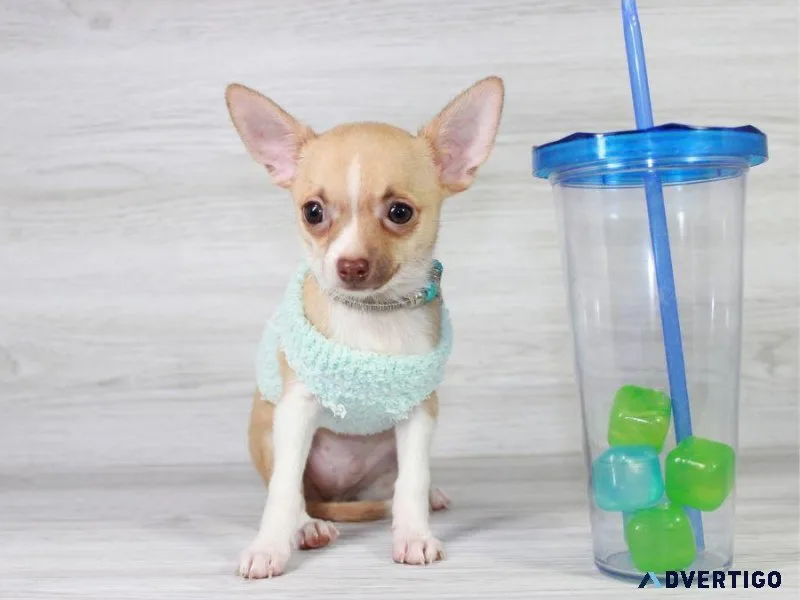 Tiny Teacup Chihuahua Puppy