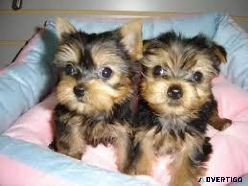 Adorable Teacup Yorkie Puppies ready for adoption