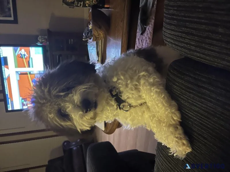 Maltipoo