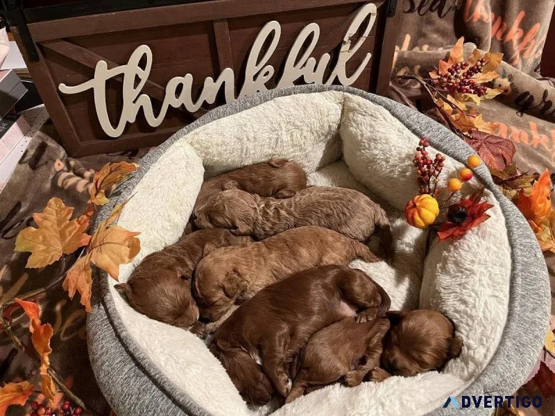Mini goldendoodle F1B puppies