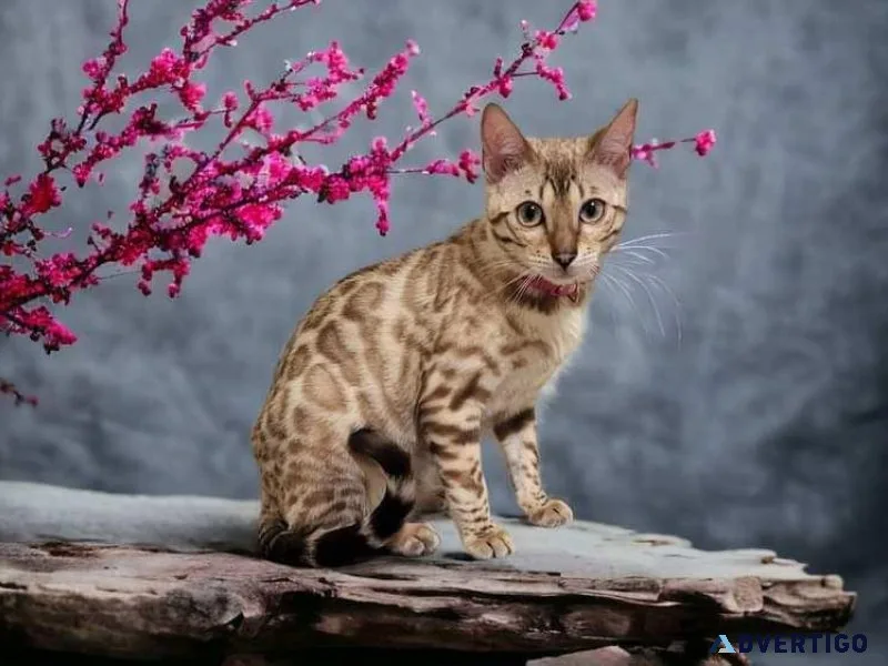 Beautiful Bengal girls