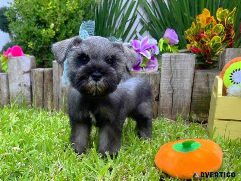 Schnauzer puppies