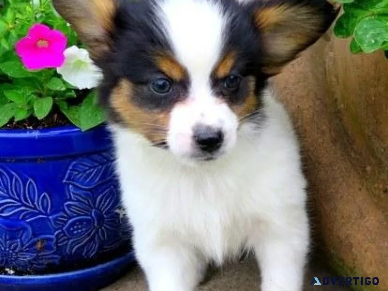 Sweet Papillon puppies for Adoption.