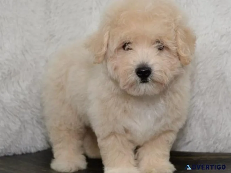 Healthy Maltipoo Puppies Available Now.