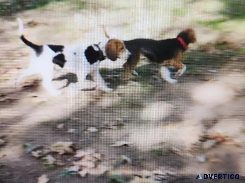 AKC Beagle Pups
