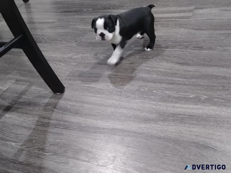 Puppy