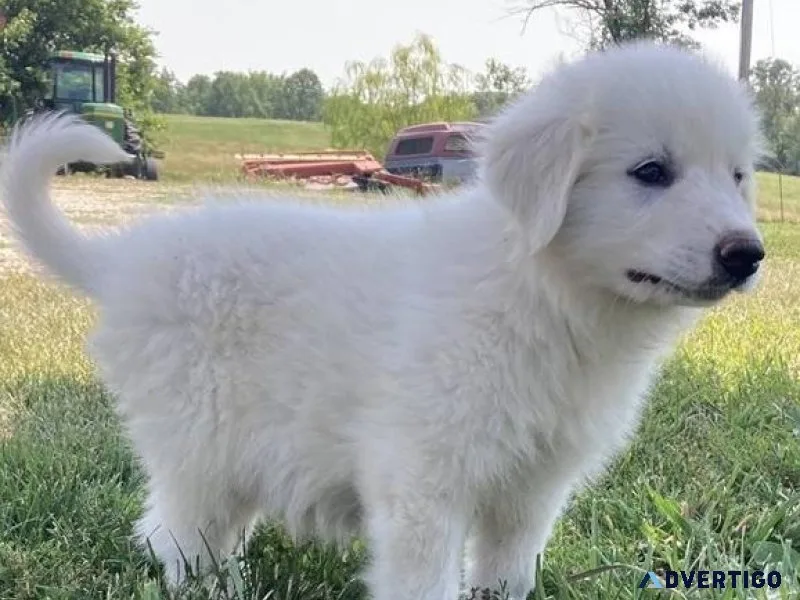 Great Pyrenees boys and girls for adoption