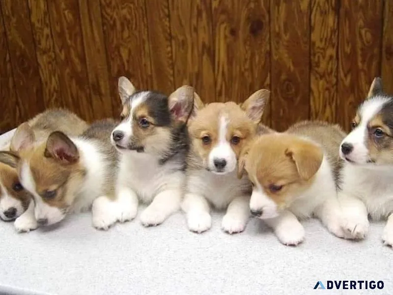 Intelligent Pembroke Welsh Corgi puppies