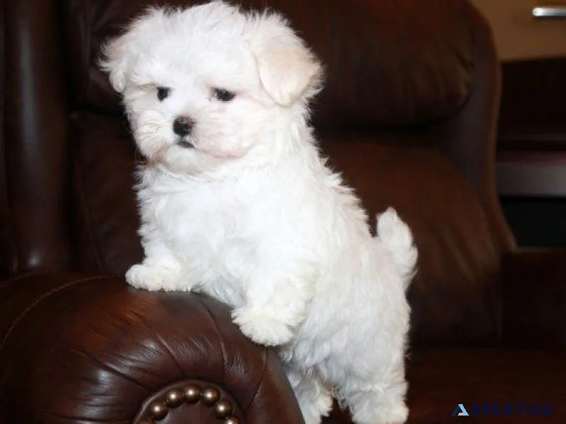 Cute Maltese Puppies For Adoption.