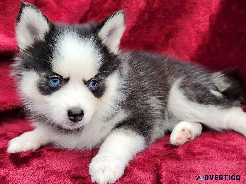 Home raised Pomsky puppies for Adoption.