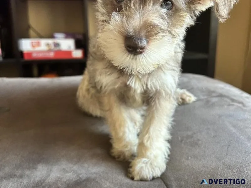 Schnoodle Puppies