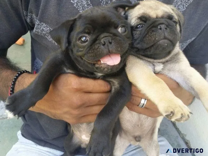 Fawn and Black Pug puppies for Adoption