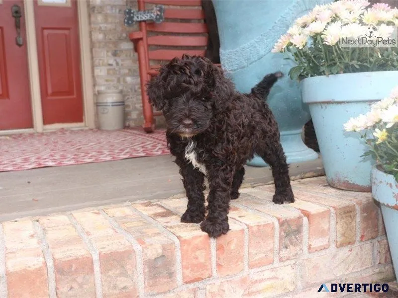 Gorgeous Labradoodle Puppies For Adoption