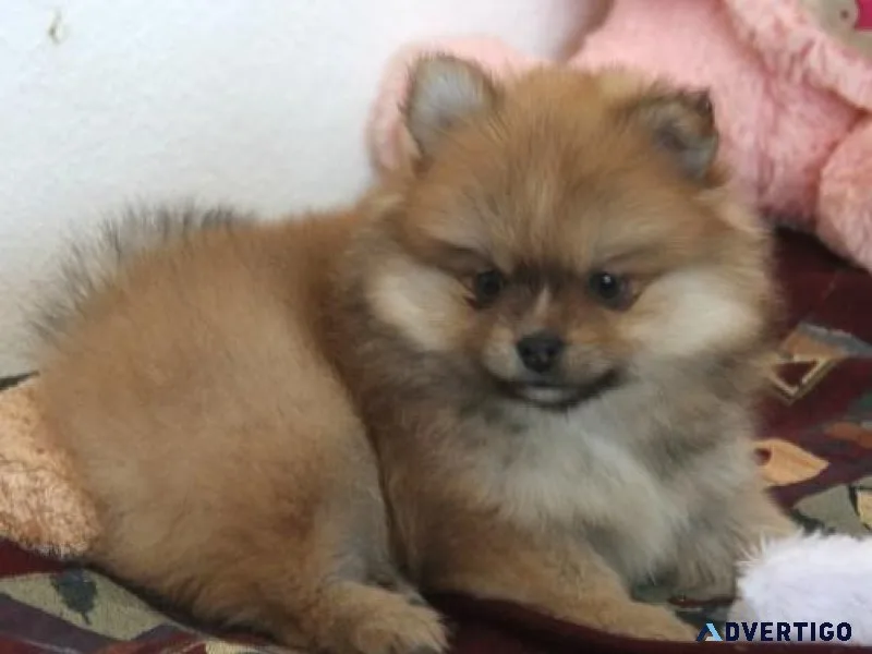 Beautiful Pomeranian puppies for Adoption