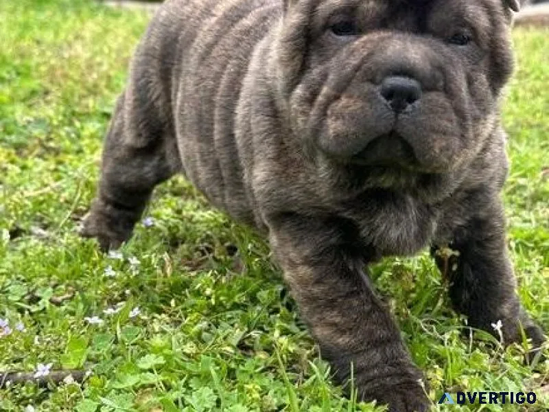 Adorable Chinese Shar-Pei Puppies For Adoption
