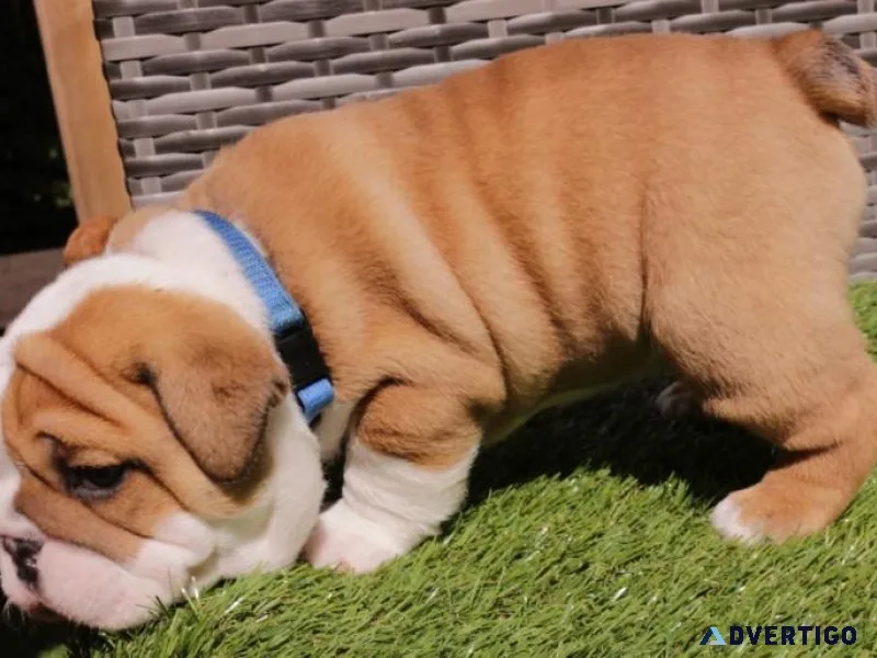 Mini English Bulldog Puppies For Adoption