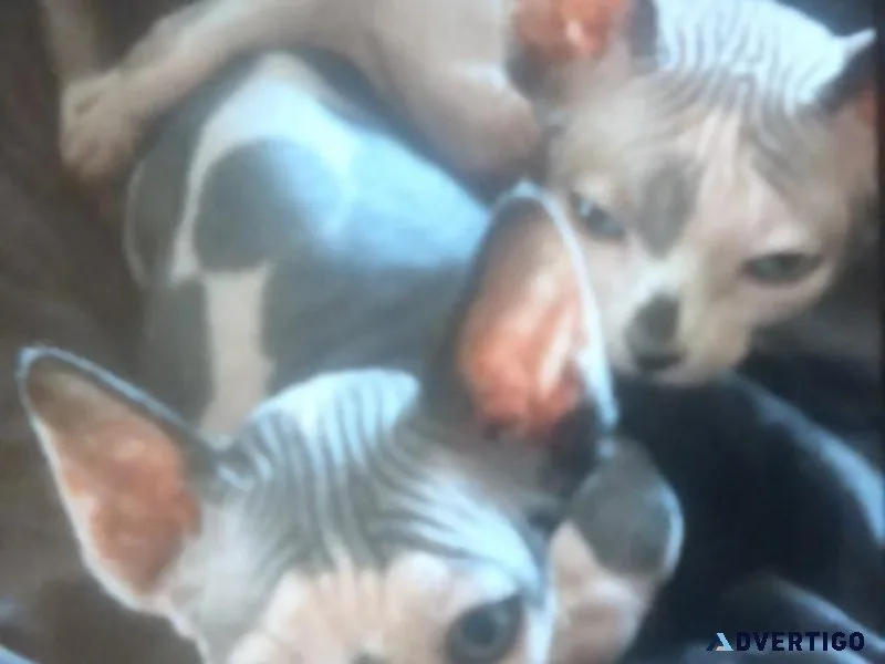 Beautiful sphinx kitty s needs home this weekend
