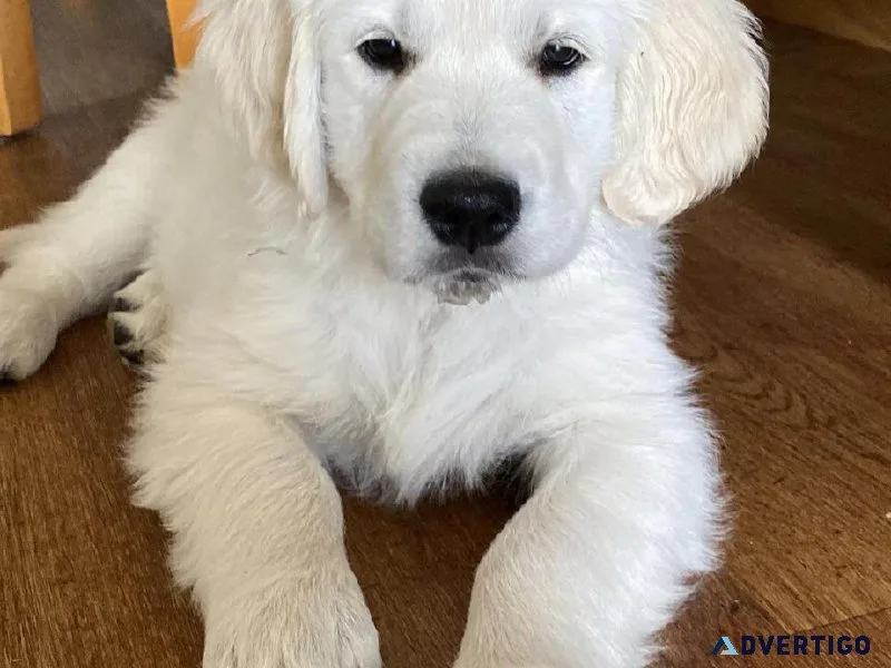 KC Golden Retriever Puppy