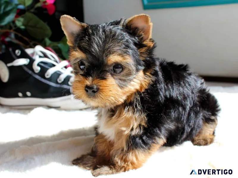 Cutest Teacup Yorkie puppies for Adoption