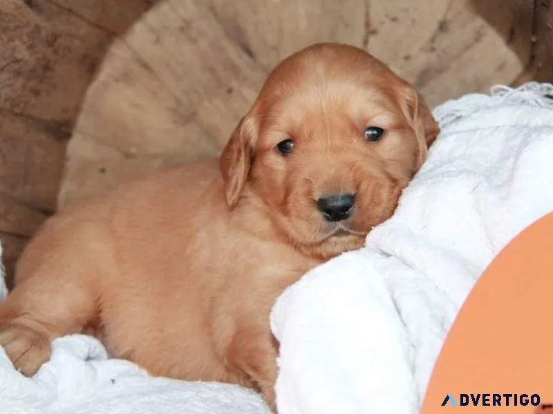 Golden Retriever