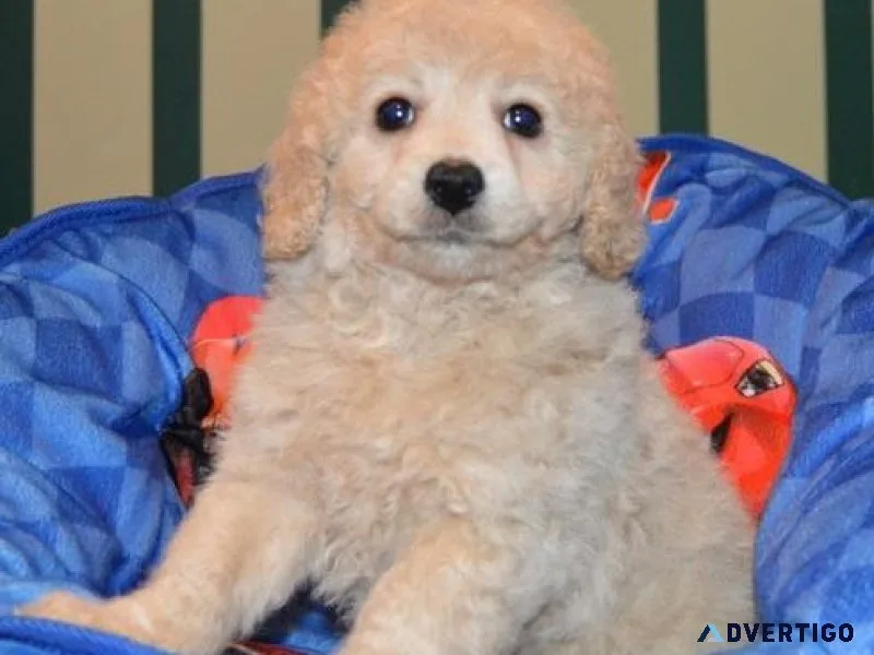 Adorable Cavapoo Puppies for adoption