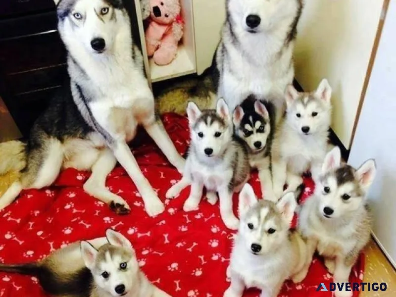 Well Socialized Siberian Husky puppies for Adoption