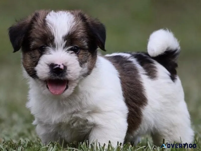 Super cute Russell Terrier puppies for Adoption