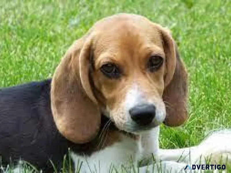 BEAGLE FOR SALE        7300930479