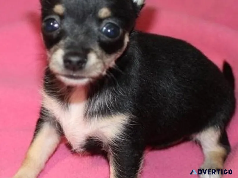 Healthy Chihuahua Puppies for adoption.