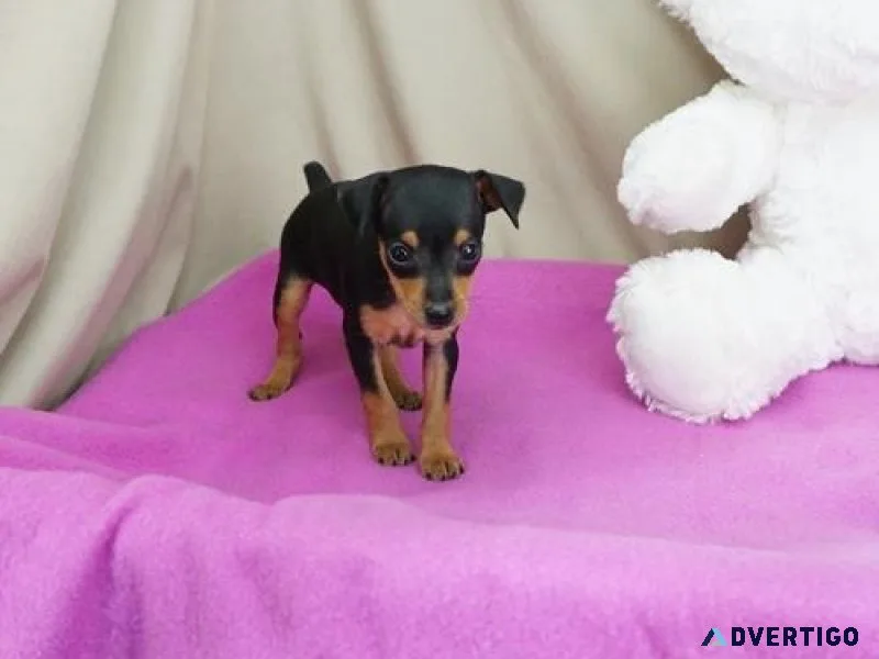 Beautiful Mini Pinscher Puppies For Adoption