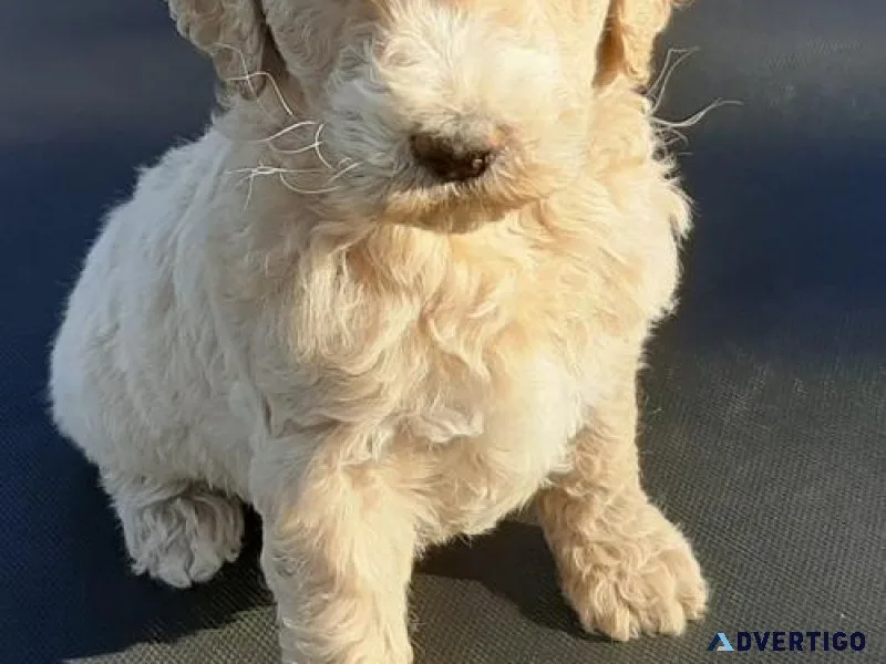 Gorgeous Goldendoodle boys and girls