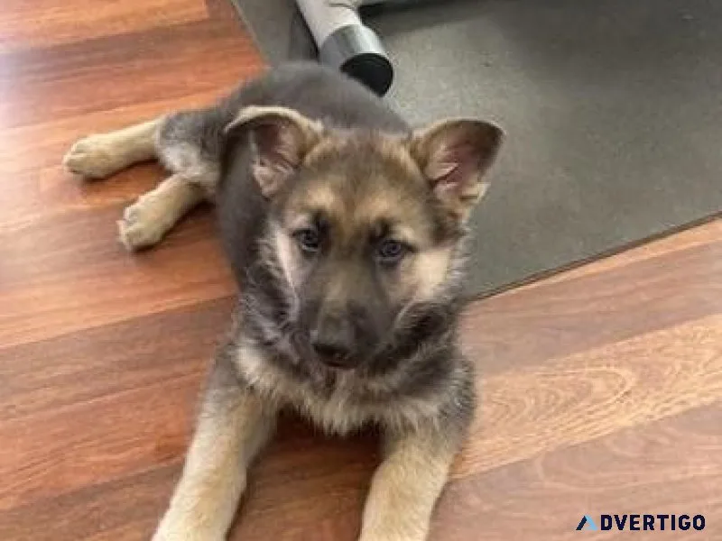 Home raised German Shepherd Puppies For Adoption