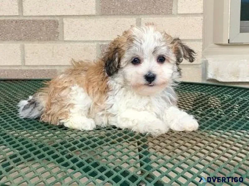 Beautiful Havanese puppies for sale.