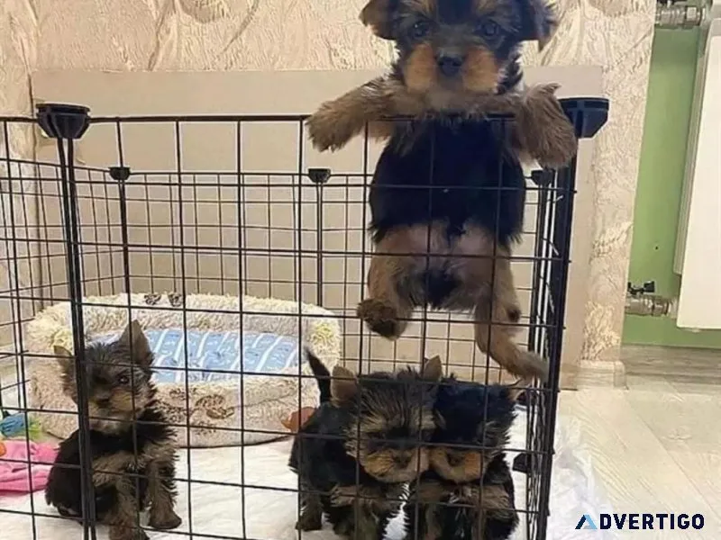 CUTE PUPPIES AVAILABE FOR SELL