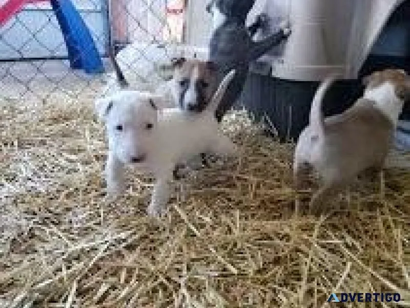 Home raised Miniature Bull Terrier Puppies For Adoption