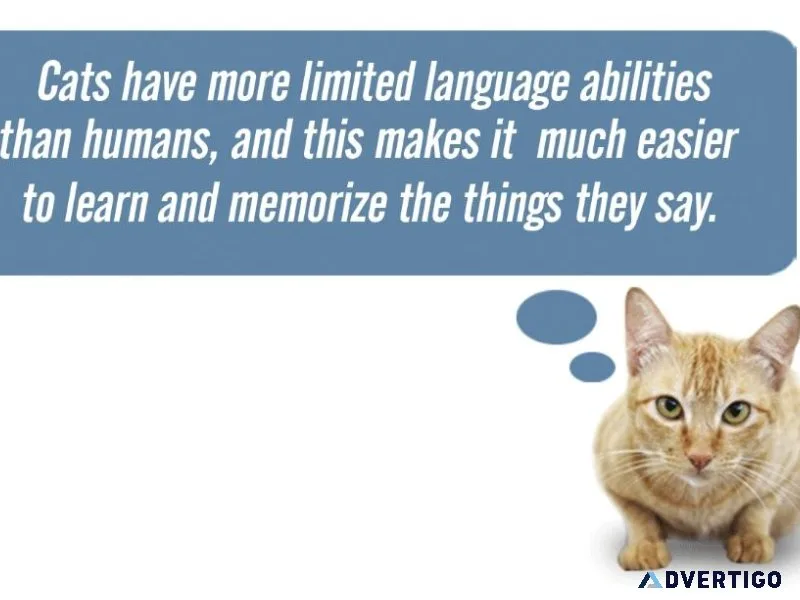The Cat Language Bible