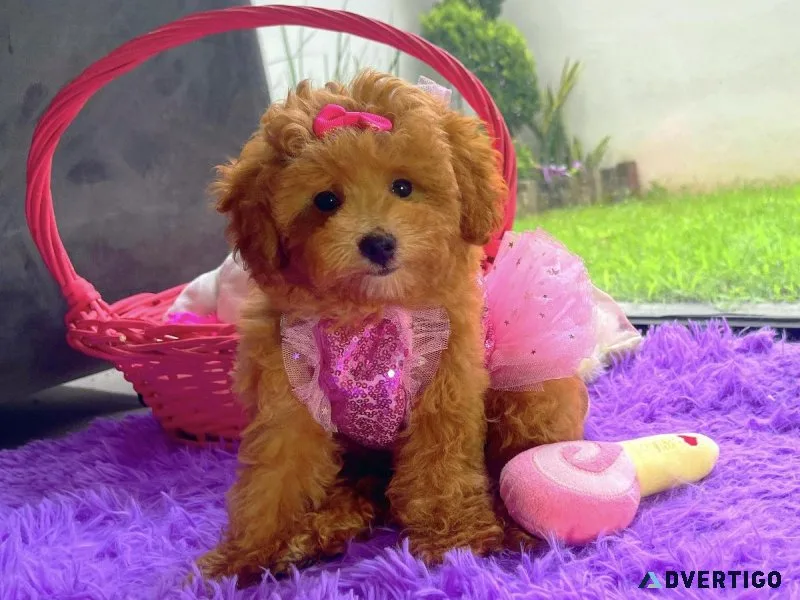 Maltipoo puppies