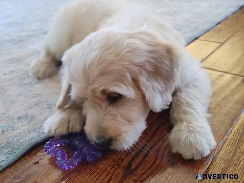 Beautiful Goldendoodle Puppiesmale and female