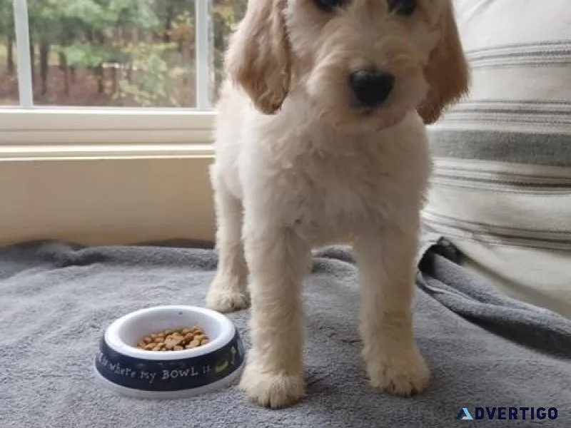 Gorgeous Goldendoodle puppies