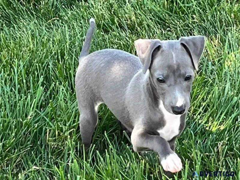 Top Italian Greyhound puppies available